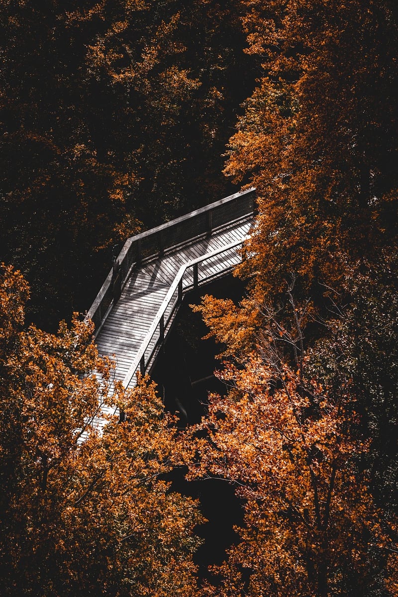 Friends Hike Together in Forest